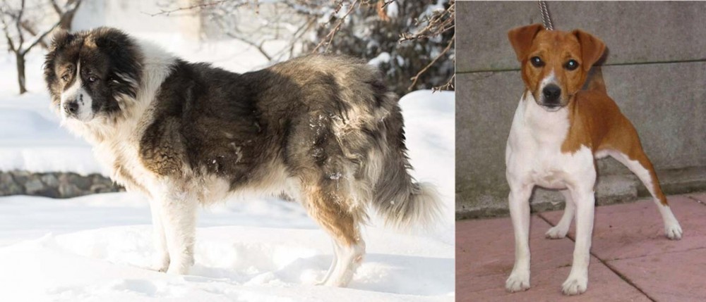 Plummer Terrier vs Caucasian Shepherd - Breed Comparison