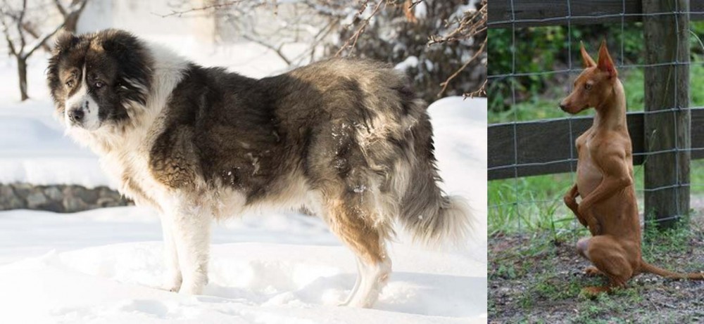 Podenco Andaluz vs Caucasian Shepherd - Breed Comparison