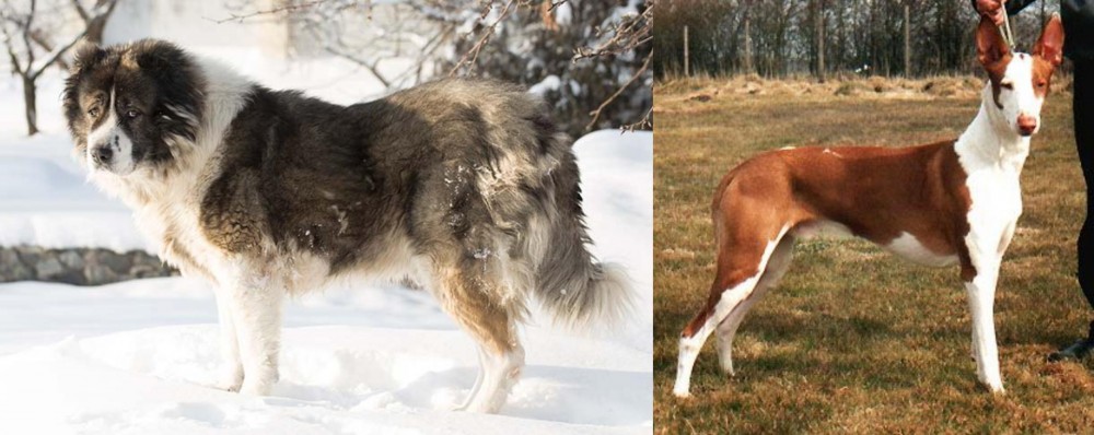 Podenco Canario vs Caucasian Shepherd - Breed Comparison