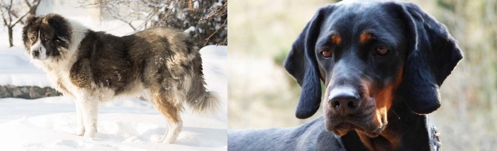 Polish Hunting Dog vs Caucasian Shepherd - Breed Comparison