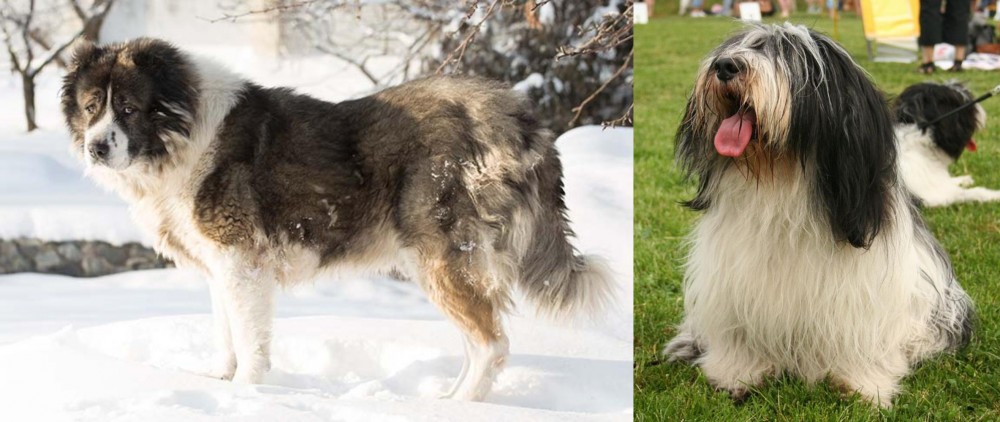 Polish Lowland Sheepdog vs Caucasian Shepherd - Breed Comparison