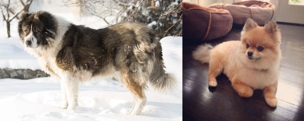 Pomeranian vs Caucasian Shepherd - Breed Comparison