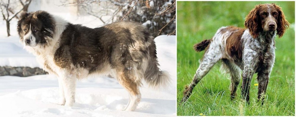 Pont-Audemer Spaniel vs Caucasian Shepherd - Breed Comparison