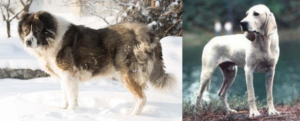 Porcelaine vs Caucasian Shepherd - Breed Comparison