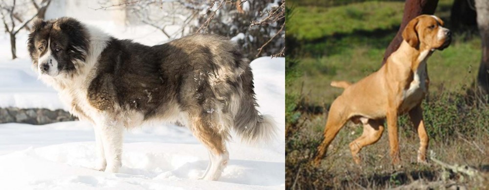 Portuguese Pointer vs Caucasian Shepherd - Breed Comparison