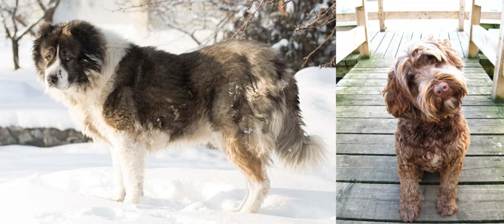 Portuguese Water Dog vs Caucasian Shepherd - Breed Comparison