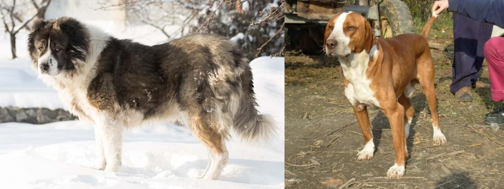 Posavac Hound vs Caucasian Shepherd - Breed Comparison