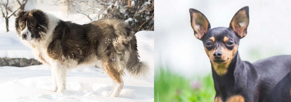 Prazsky Krysarik vs Caucasian Shepherd - Breed Comparison