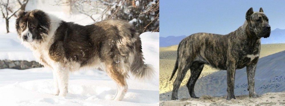 Presa Canario vs Caucasian Shepherd - Breed Comparison