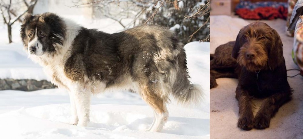 Pudelpointer vs Caucasian Shepherd - Breed Comparison