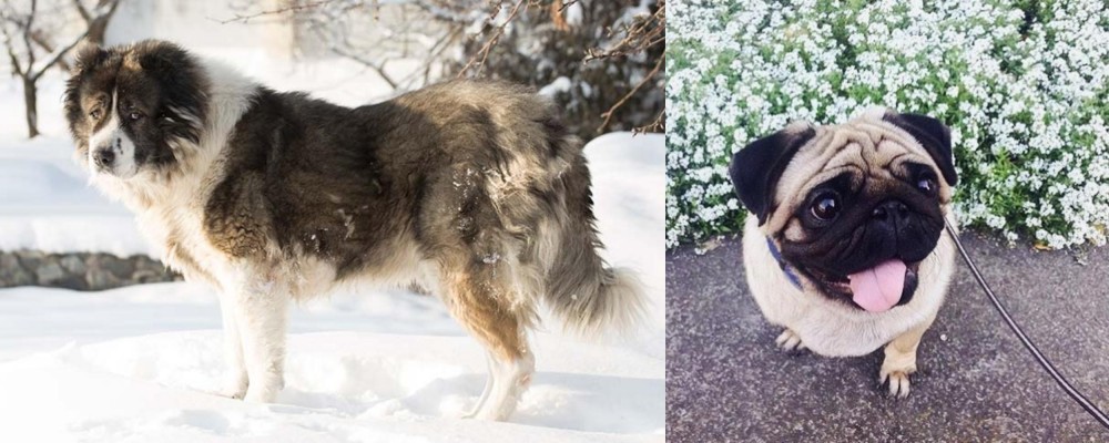 Pug vs Caucasian Shepherd - Breed Comparison