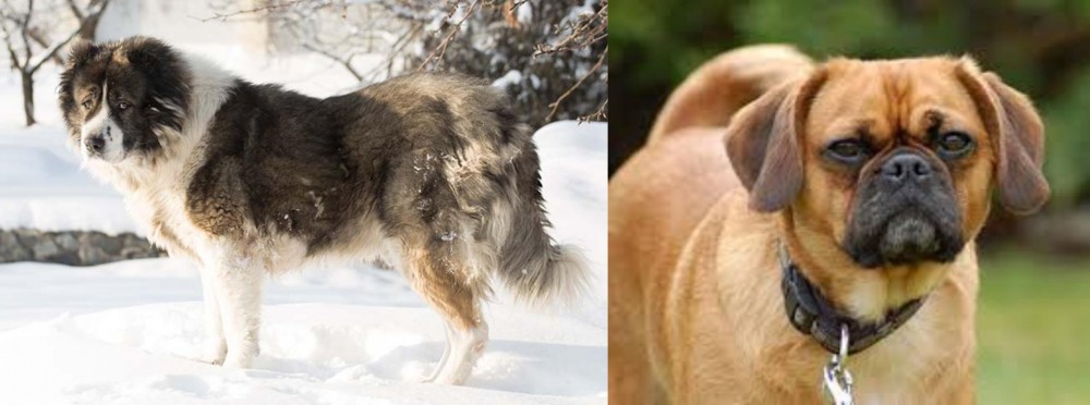 Pugalier vs Caucasian Shepherd - Breed Comparison