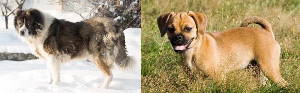 Puggle vs Caucasian Shepherd - Breed Comparison