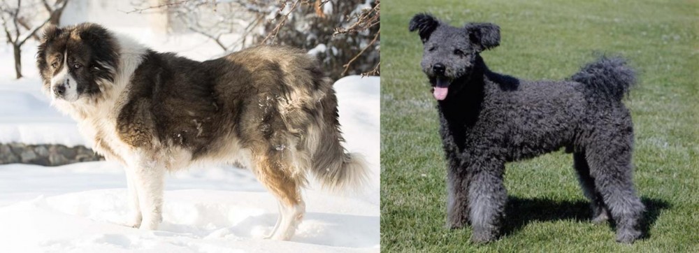Pumi vs Caucasian Shepherd - Breed Comparison