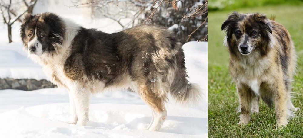 Pyrenean Shepherd vs Caucasian Shepherd - Breed Comparison