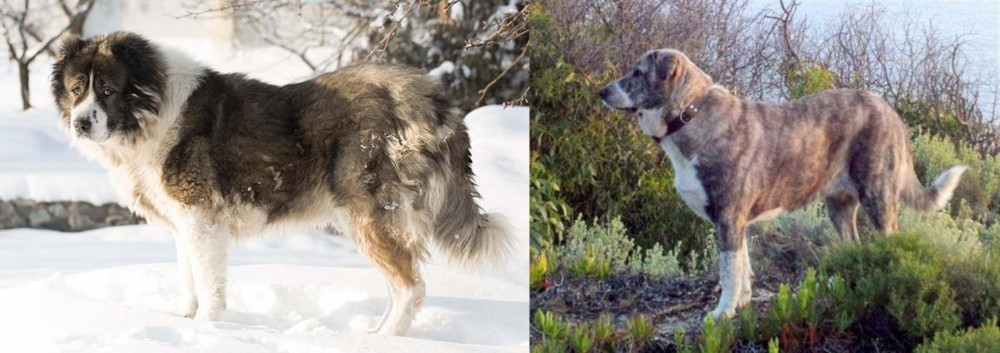 Rafeiro do Alentejo vs Caucasian Shepherd - Breed Comparison