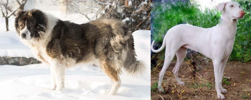 Rajapalayam vs Caucasian Shepherd - Breed Comparison