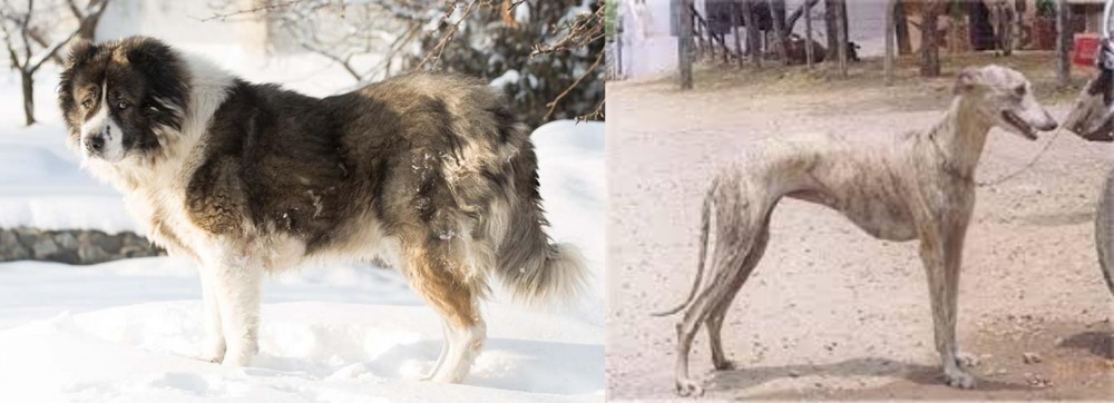 Rampur Greyhound vs Caucasian Shepherd - Breed Comparison