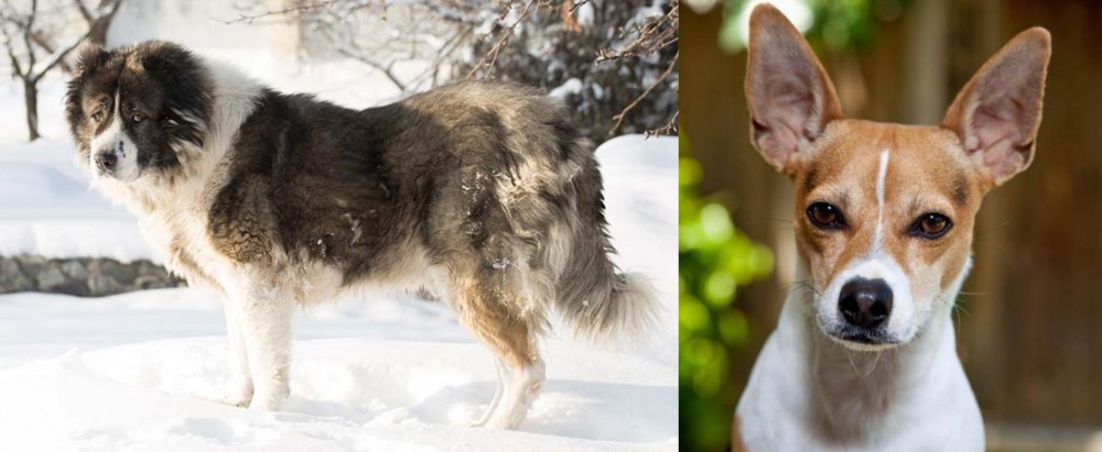 Rat Terrier vs Caucasian Shepherd - Breed Comparison