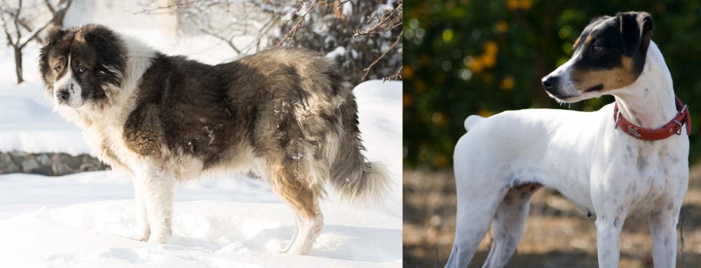Ratonero Bodeguero Andaluz vs Caucasian Shepherd - Breed Comparison
