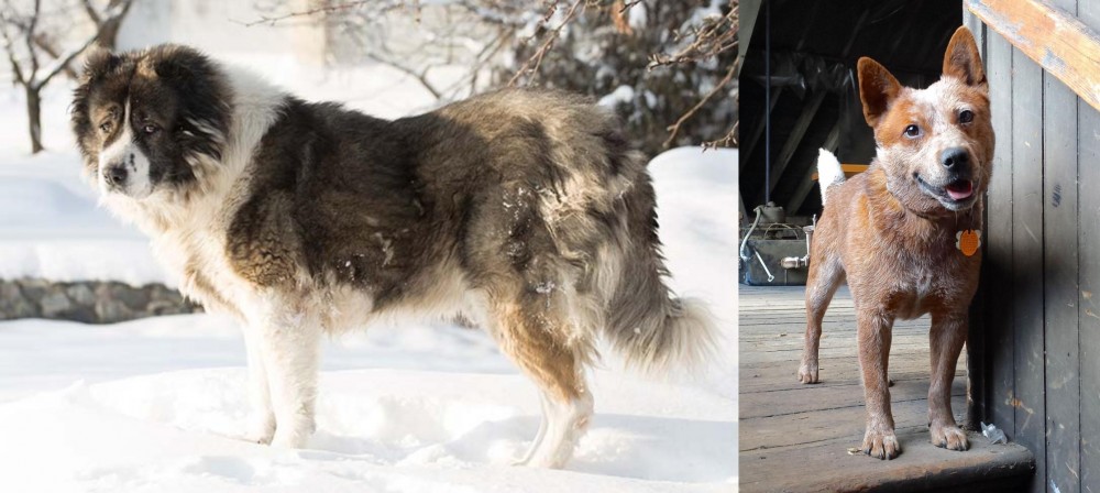 Red Heeler vs Caucasian Shepherd - Breed Comparison