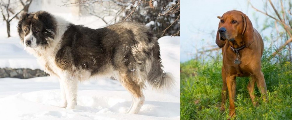 Redbone Coonhound vs Caucasian Shepherd - Breed Comparison