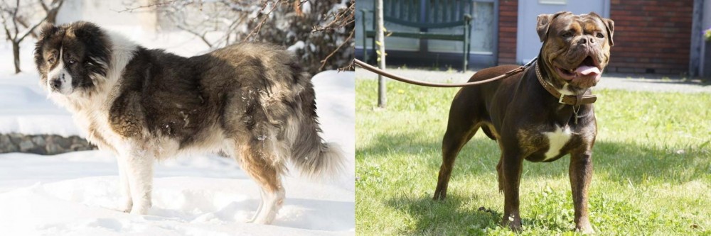 Renascence Bulldogge vs Caucasian Shepherd - Breed Comparison