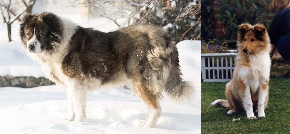 Rough Collie vs Caucasian Shepherd - Breed Comparison