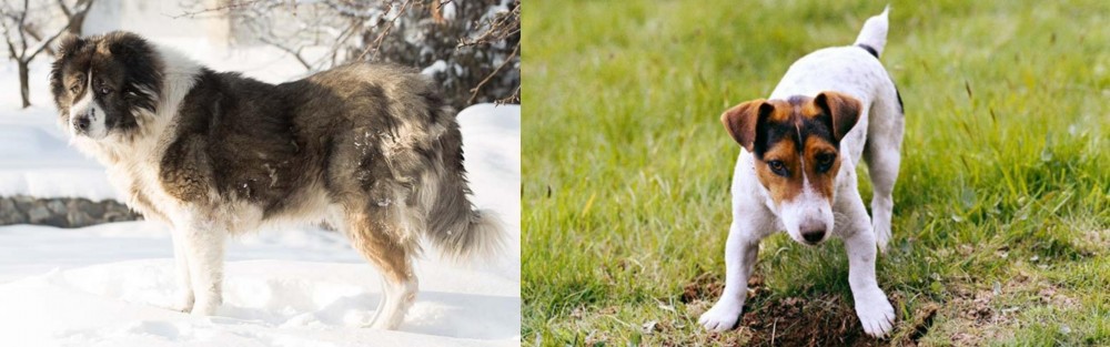 Russell Terrier vs Caucasian Shepherd - Breed Comparison