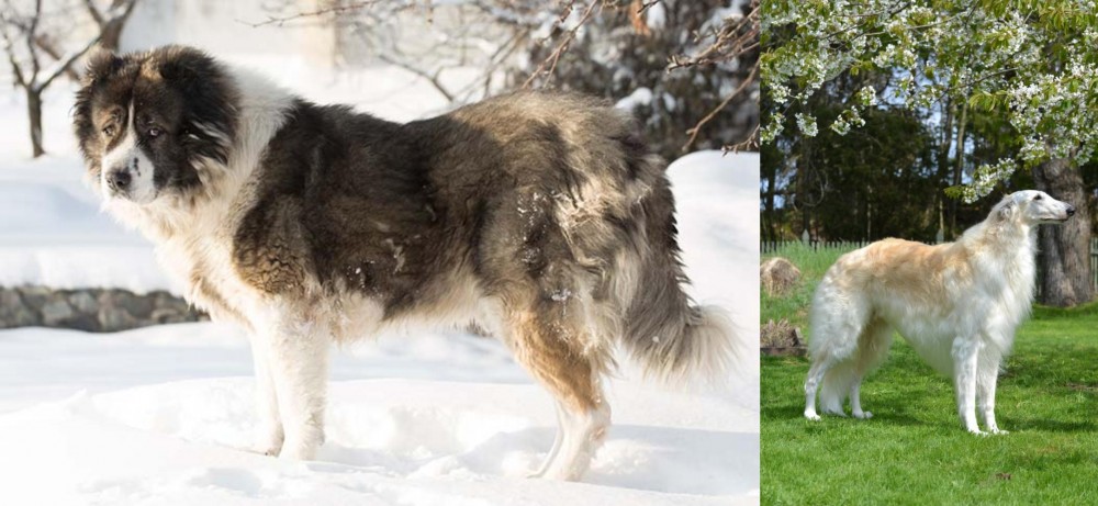 Russian Hound vs Caucasian Shepherd - Breed Comparison