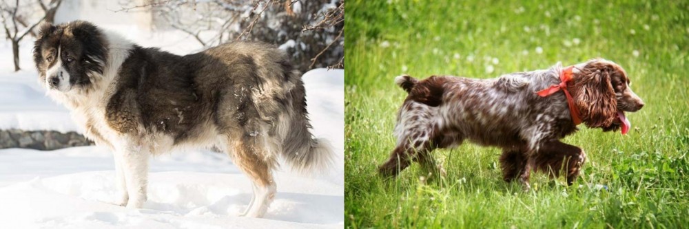 Russian Spaniel vs Caucasian Shepherd - Breed Comparison