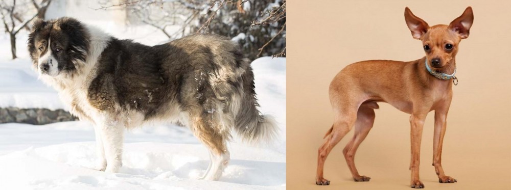 Russian Toy Terrier vs Caucasian Shepherd - Breed Comparison