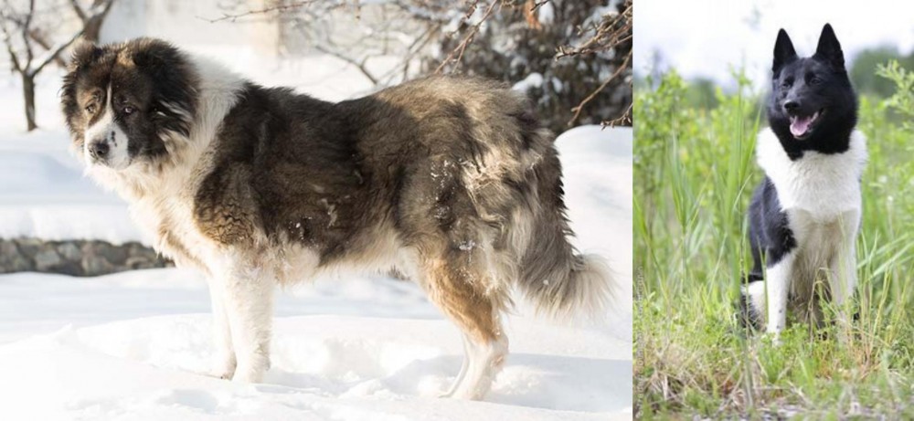 Russo-European Laika vs Caucasian Shepherd - Breed Comparison