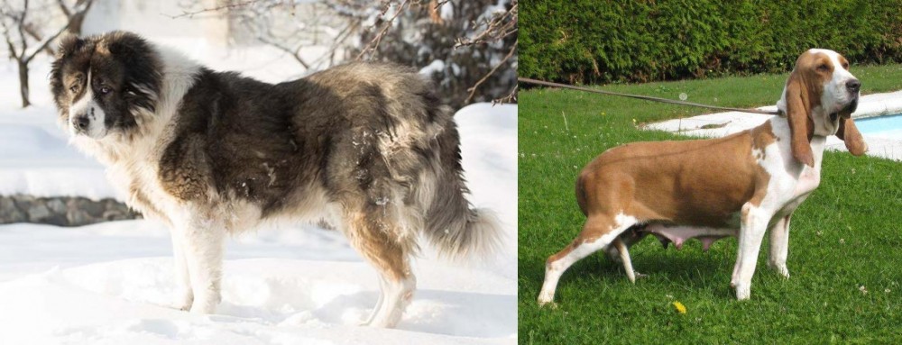 Sabueso Espanol vs Caucasian Shepherd - Breed Comparison