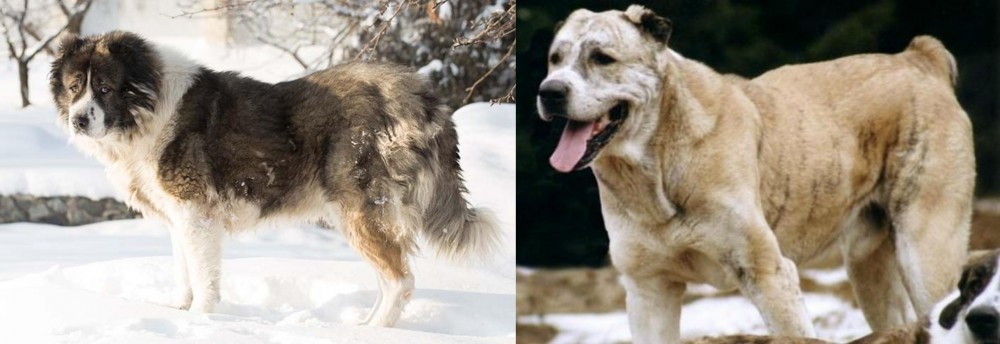 Sage Koochee vs Caucasian Shepherd - Breed Comparison