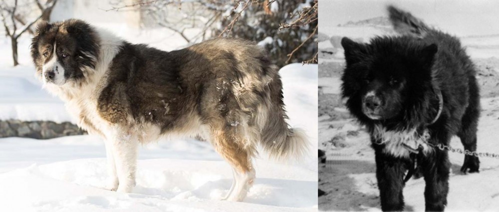 Sakhalin Husky vs Caucasian Shepherd - Breed Comparison