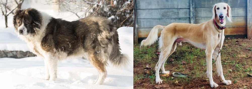 Saluki vs Caucasian Shepherd - Breed Comparison
