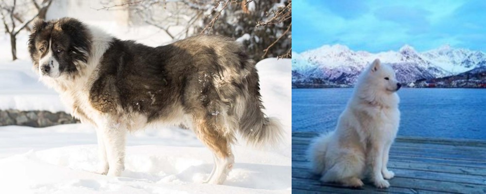 Samoyed vs Caucasian Shepherd - Breed Comparison