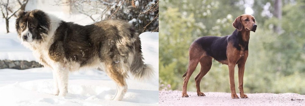 Schillerstovare vs Caucasian Shepherd - Breed Comparison