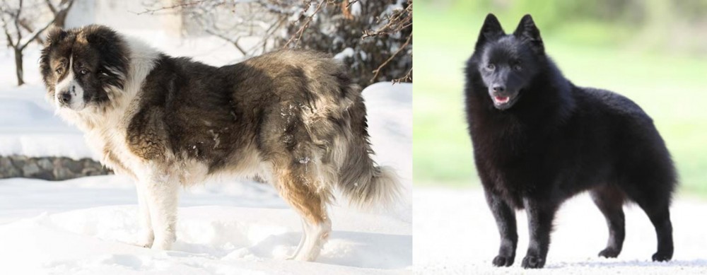 Schipperke vs Caucasian Shepherd - Breed Comparison