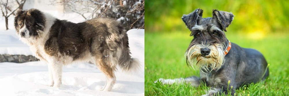 Schnauzer vs Caucasian Shepherd - Breed Comparison
