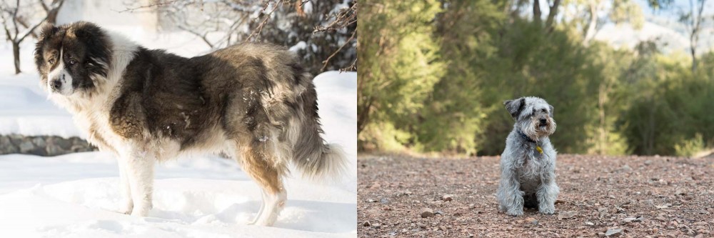 Schnoodle vs Caucasian Shepherd - Breed Comparison