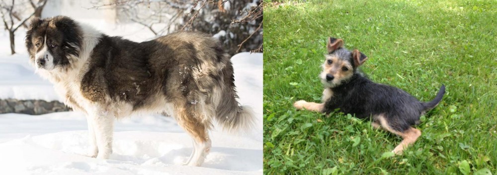 Schnorkie vs Caucasian Shepherd - Breed Comparison