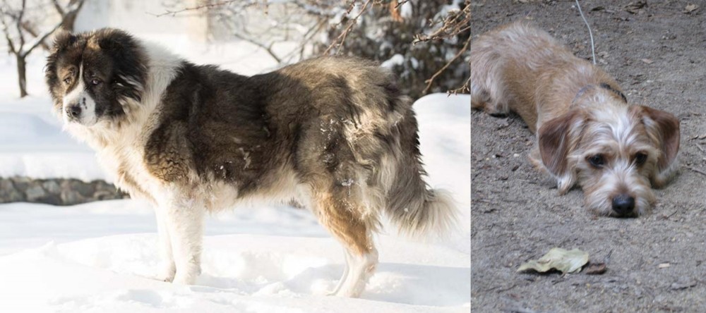Schweenie vs Caucasian Shepherd - Breed Comparison