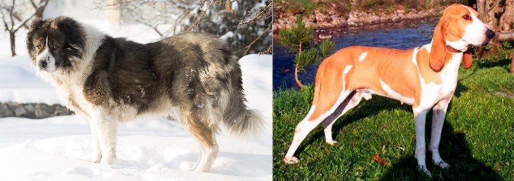 Schweizer Laufhund vs Caucasian Shepherd - Breed Comparison
