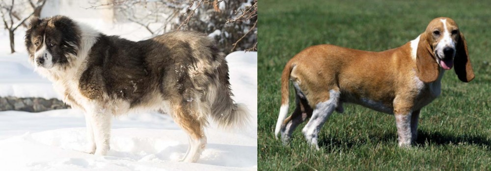 Schweizer Niederlaufhund vs Caucasian Shepherd - Breed Comparison
