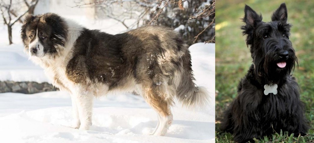 Scoland Terrier vs Caucasian Shepherd - Breed Comparison