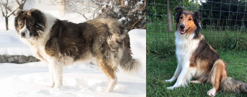 Scotch Collie vs Caucasian Shepherd - Breed Comparison