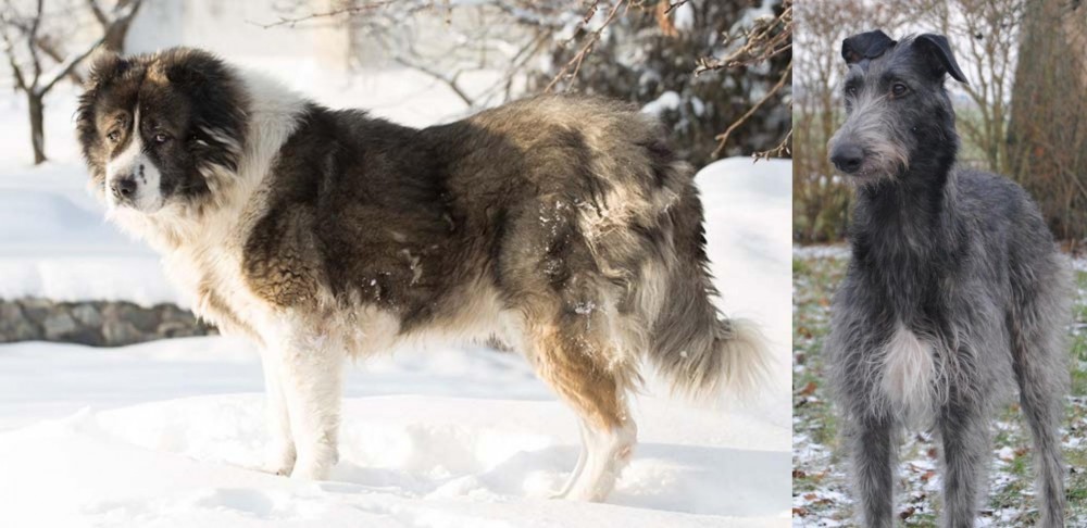 Scottish Deerhound vs Caucasian Shepherd - Breed Comparison