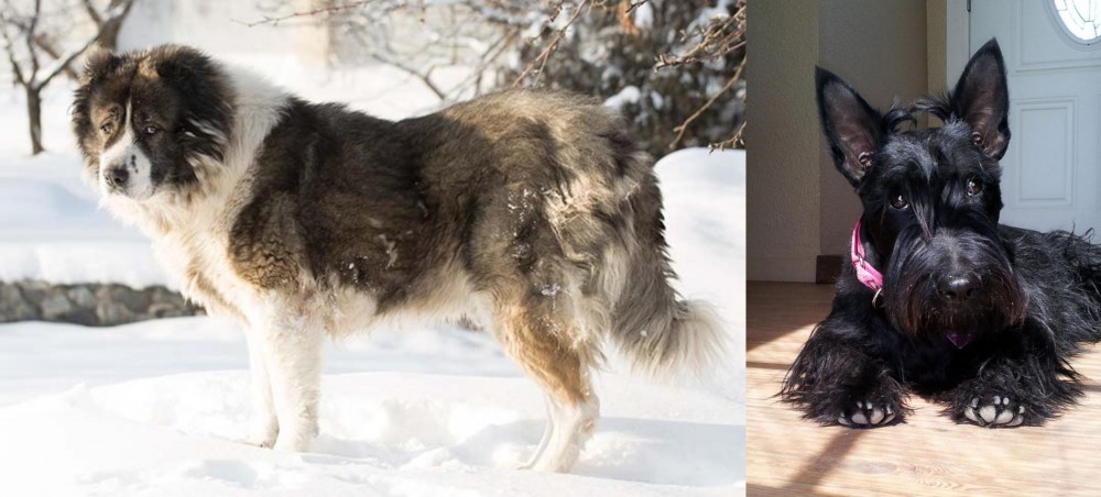 Scottish Terrier vs Caucasian Shepherd - Breed Comparison